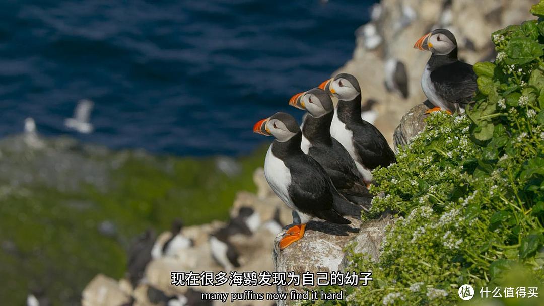 豆瓣评分9.9，这部“神片”奇得绝伦，美得窒息