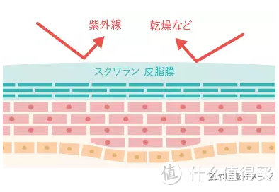 角鲨烷的好，你竟然还不知道？