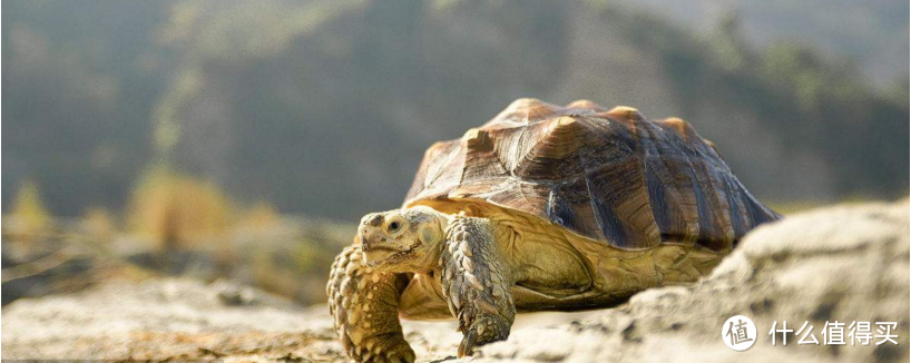 环游世界的旅行乌龟—Tortuga outbreaker旅行背包评测