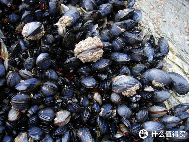 ​盛夏餐桌：在宁波“淡菜”可不是真的清淡的时蔬，而是味美色全的青口