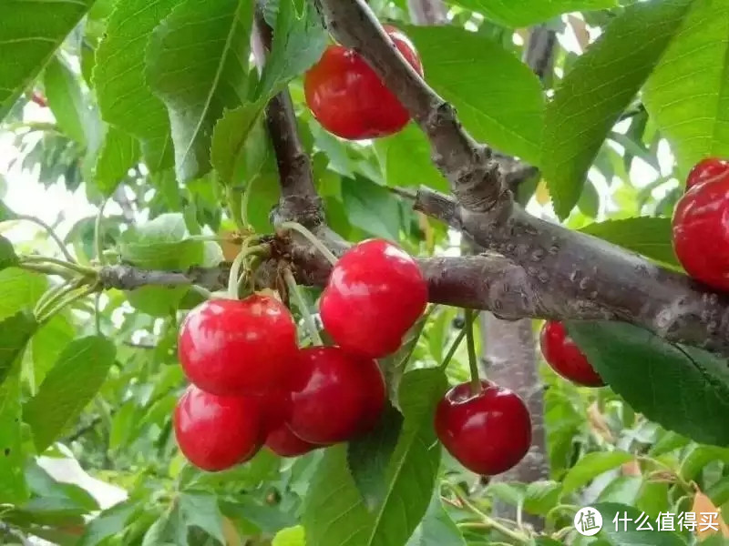 樱桃品种科普|水晶、红灯...市面上常见的樱桃品种颜色这么多，到底哪种口感更好？