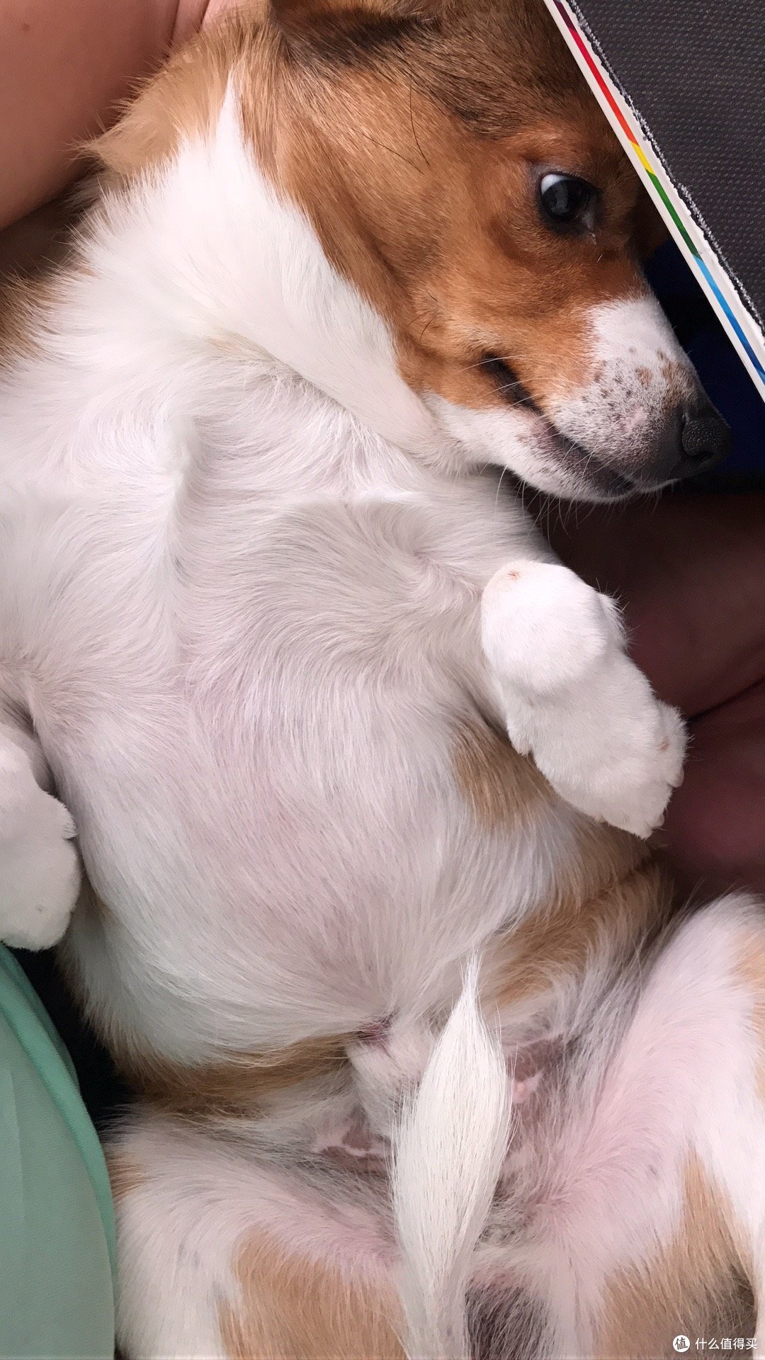 长大后,我就变成了一只猪~ 长大后,我就变成了一只猪~
