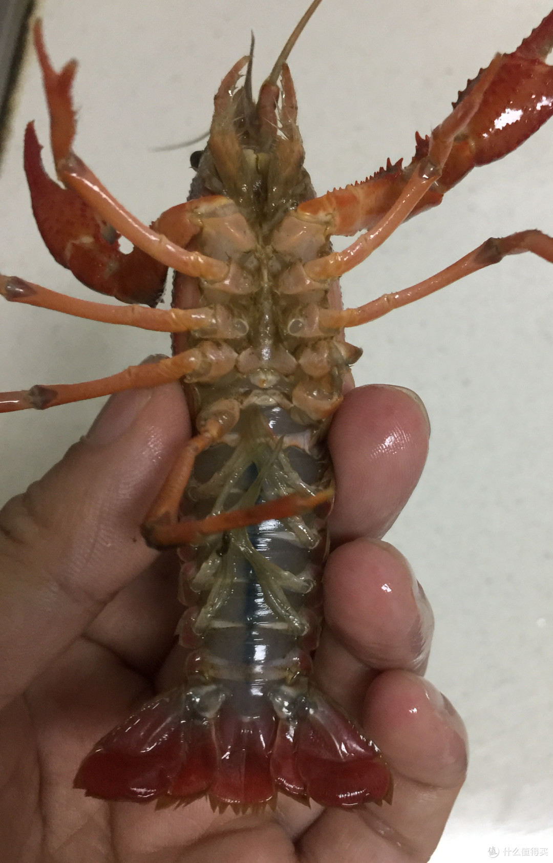 一包海底捞 轻松做出香辣小龙虾