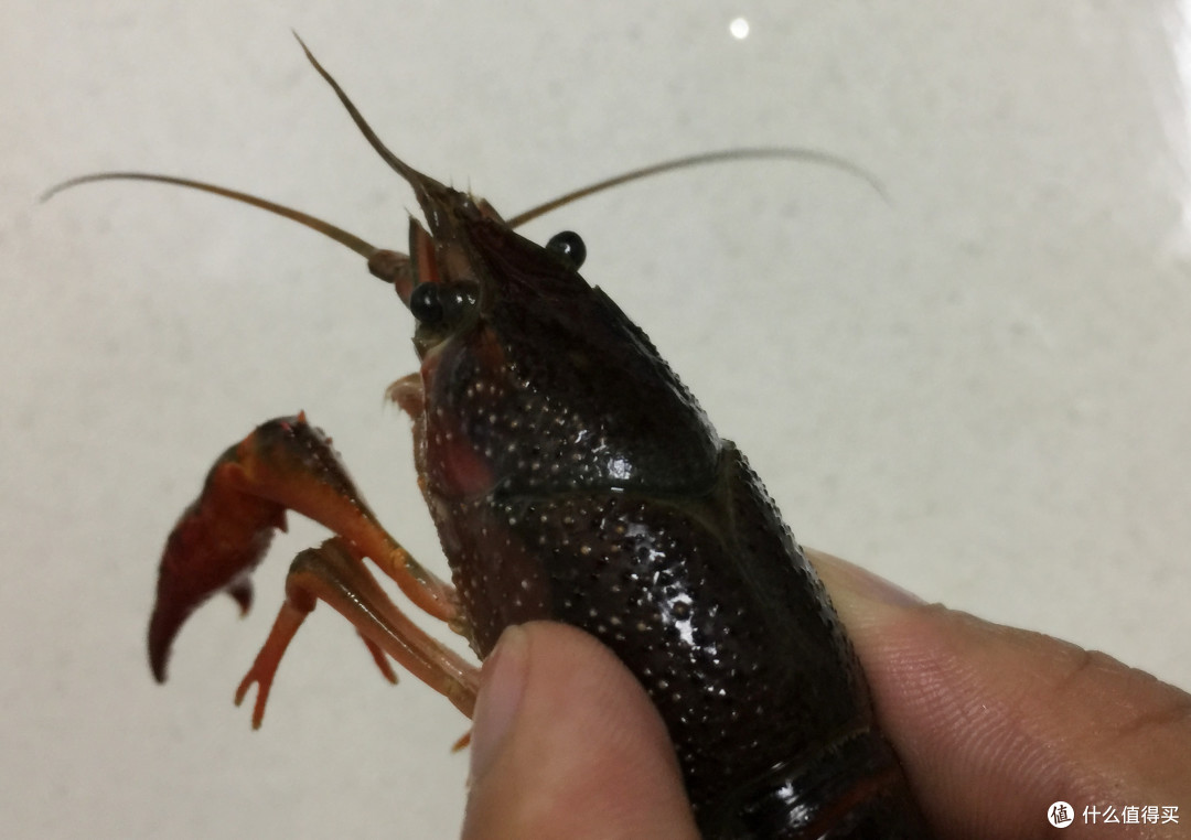 一包海底捞 轻松做出香辣小龙虾