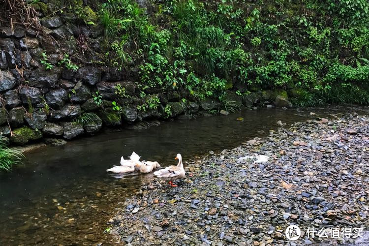 天青色等烟雨—编不出后半句的杭州+千岛湖游记