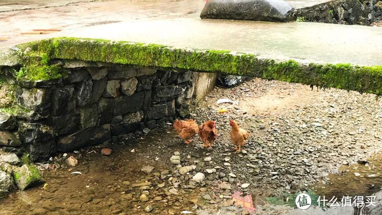 天青色等烟雨—编不出后半句的杭州+千岛湖游记