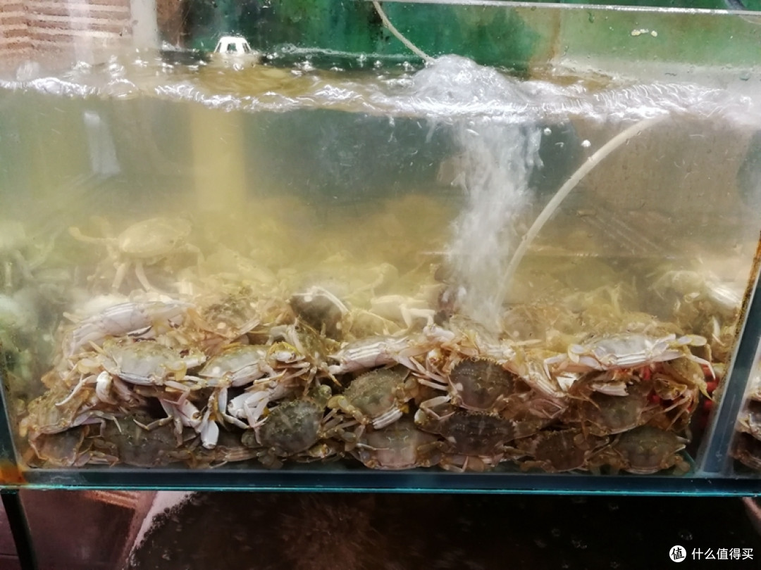 青岛海鲜新吃法,现捞活捉,玩得尽兴,吃得放心