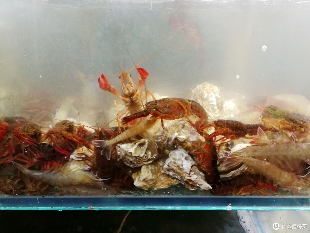 青岛海鲜新吃法,现捞活捉,玩得尽兴,吃得放心