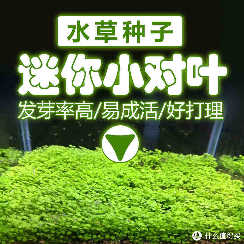 开缸种草篇