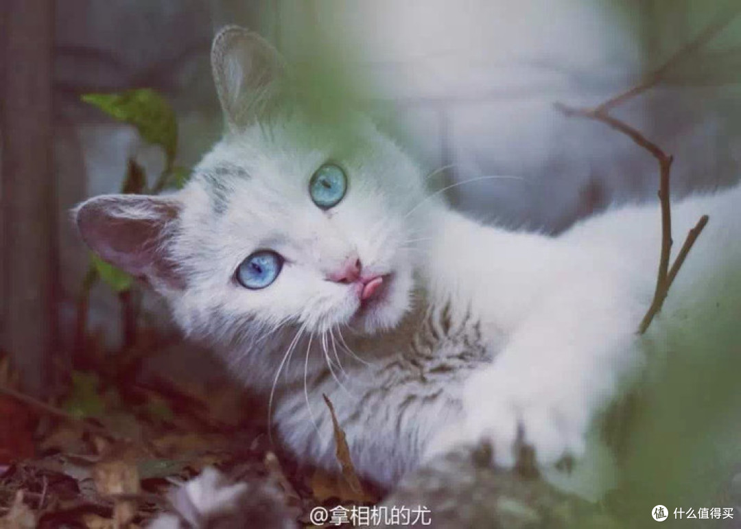 图文:@拿相机的尤 图文:@拿相机的尤