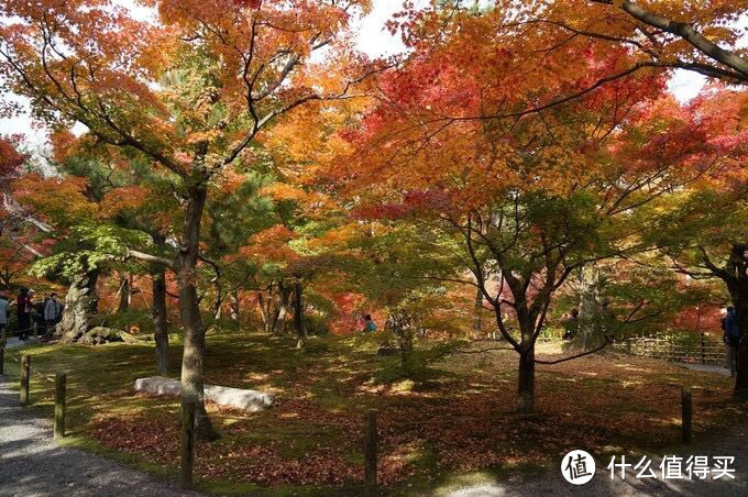 日本关西枫叶季旅游贴士
