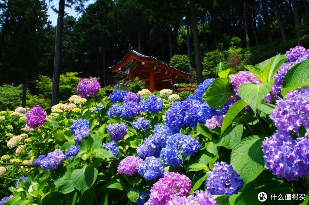 ▲ 三室户寺，紫阳花