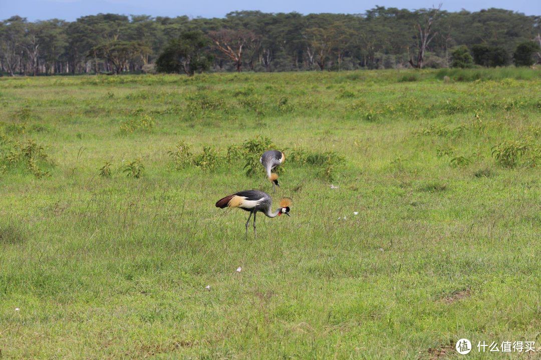 冠鹤，乌干达国鸟。