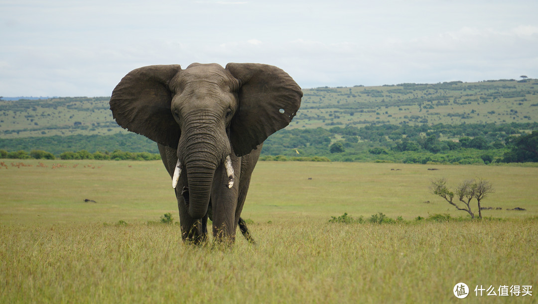 非洲象们，五大之一。