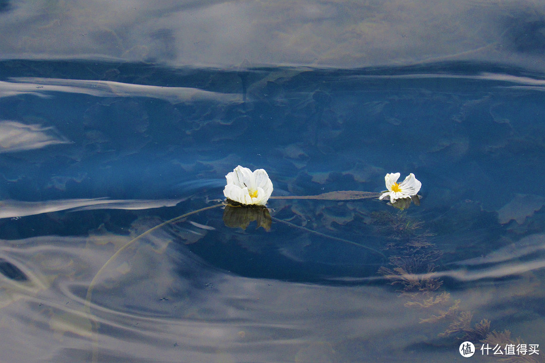 湖里的水性杨花，可以食用，味道不错