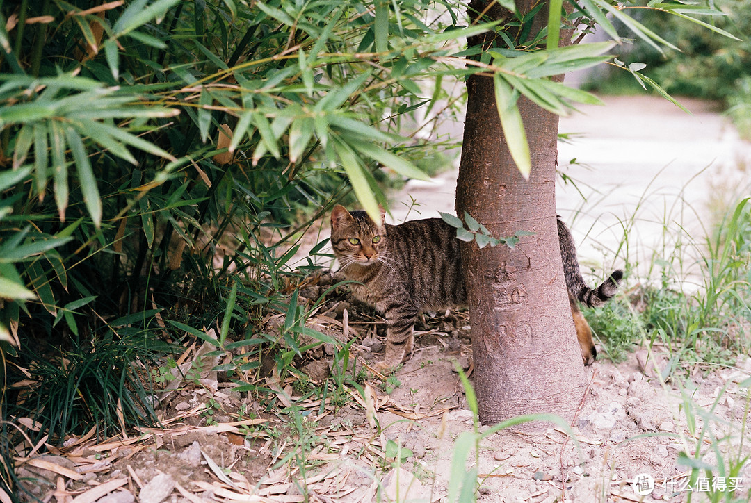 回味银盐时代——福伦达R3M & VM40/1.4上手