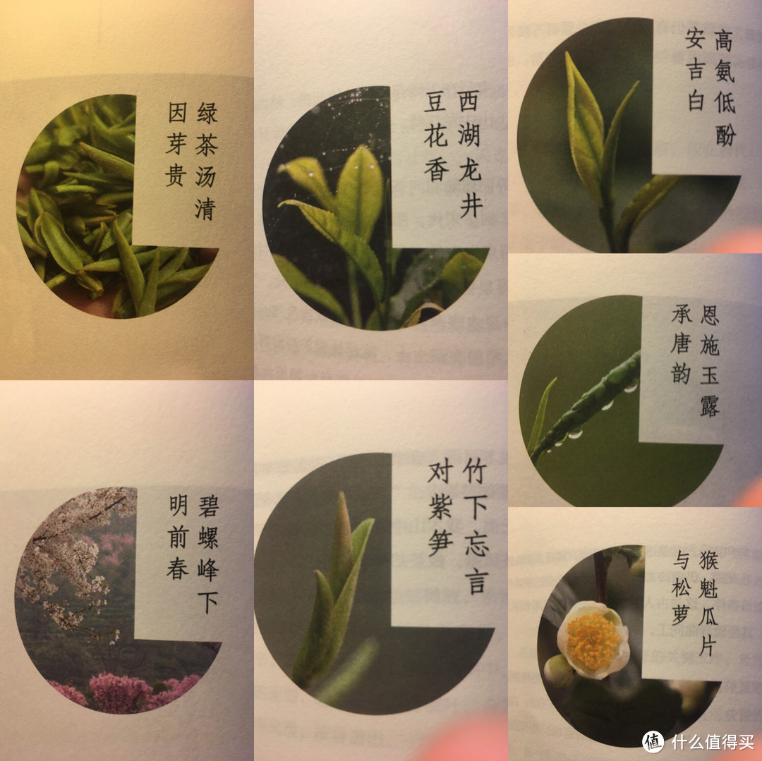 《茶路无尽》绿茶篇的标题