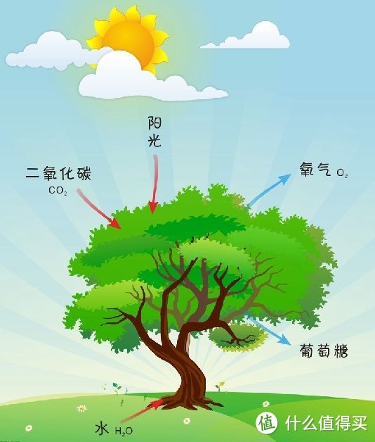 菜鸟的草缸：二氧化碳CO2