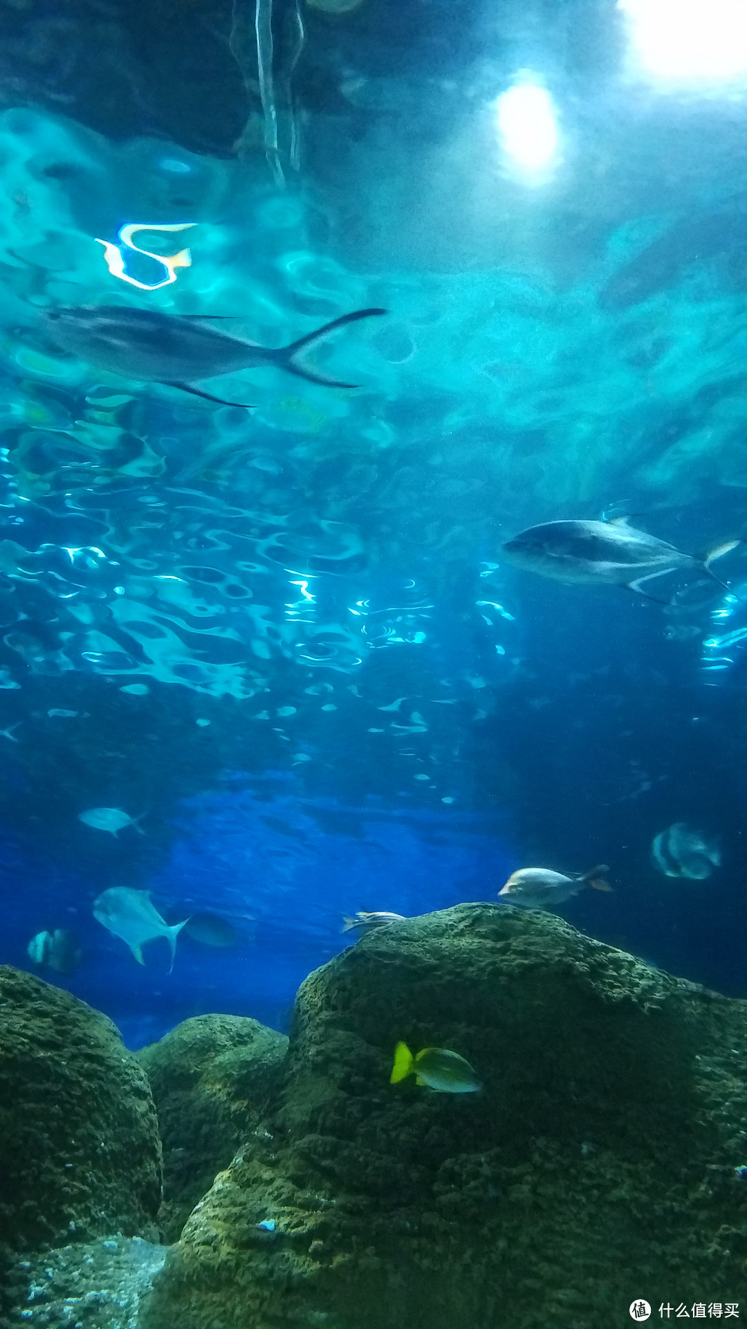 水族馆的海洋隧道