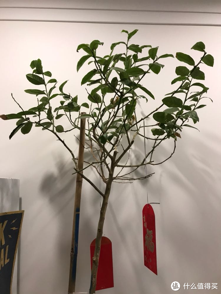 植物杀手的救星—小米黑科技 花花草草检测仪开箱