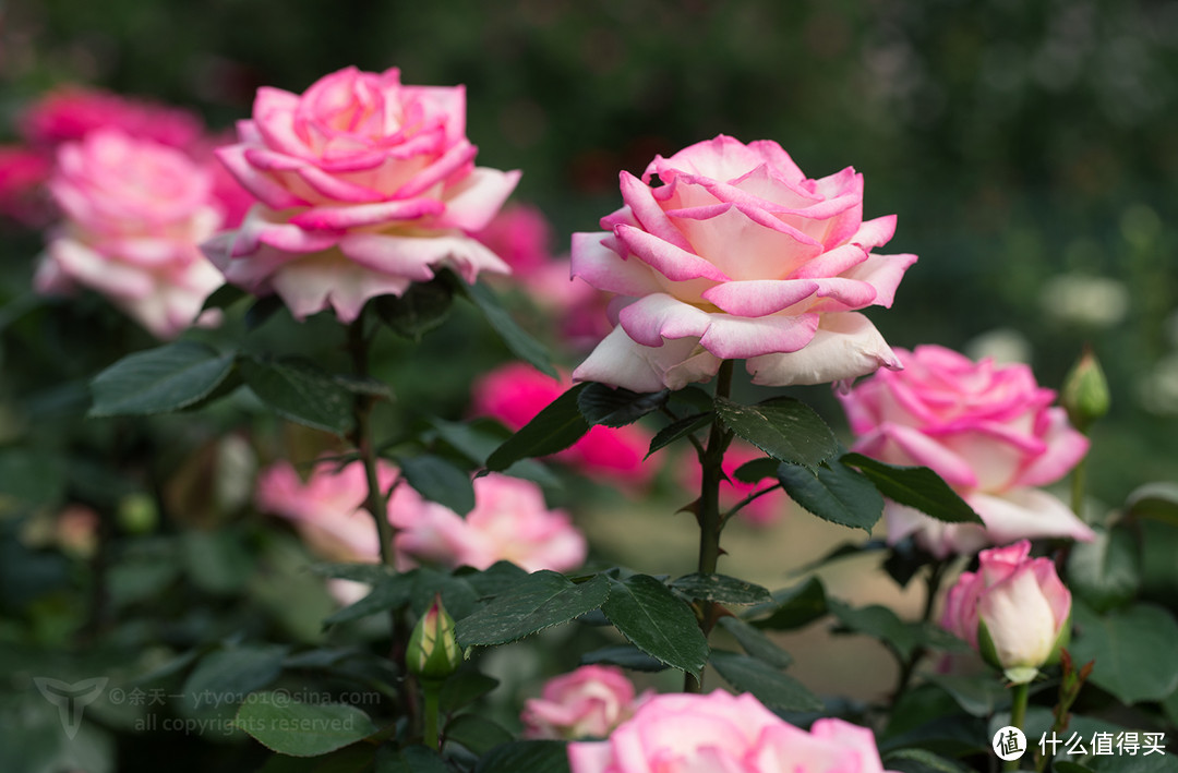 18年物种日历篇二十 你所看见的玫瑰其实就是月季 月季和蔷薇是什么关系 详解月季那些事 园艺用品 什么值得买