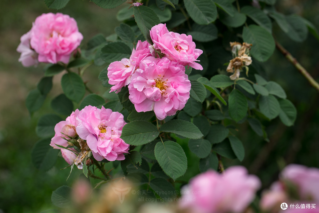 18年物种日历篇二十 你所看见的玫瑰其实就是月季 月季和蔷薇是什么关系 详解月季那些事 园艺用品 什么值得买