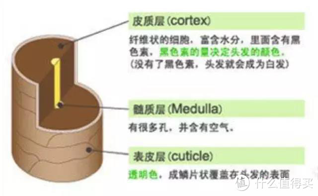 图片来自网络