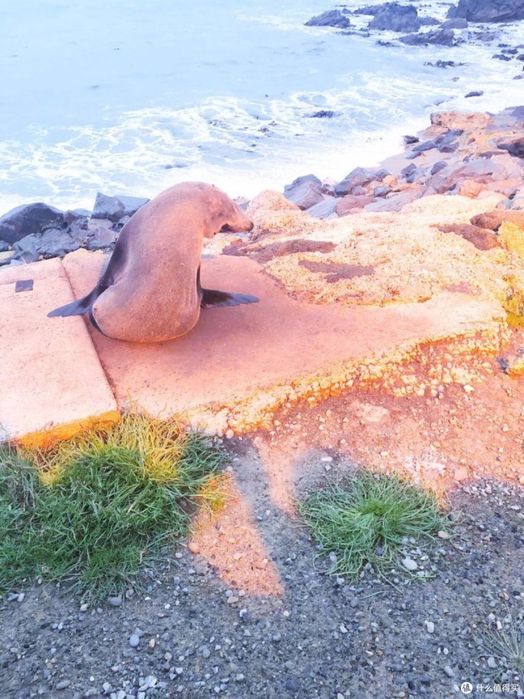 △正在小憩的海豹先生