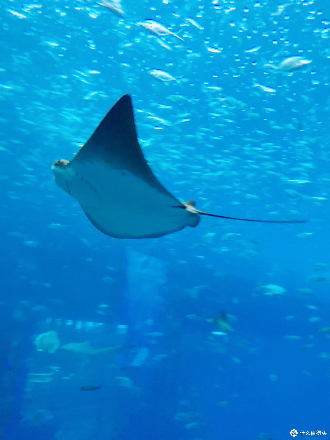 永远保持微笑的鳐鱼,萌萌哒