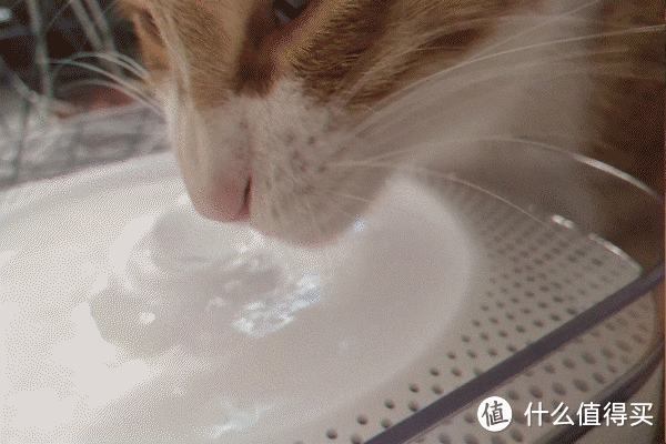 中华气死猫也有乖乖喝水的一天！小佩 饮水机 使用评测