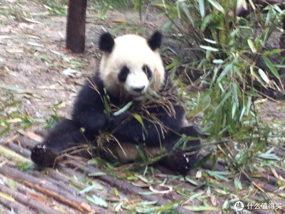 “熊猫与小鸟”—李嫣设计的公益项链，充满爱的礼物，让微笑继续