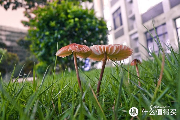 雨后学校的草坪，会滋出这样的蘑菇