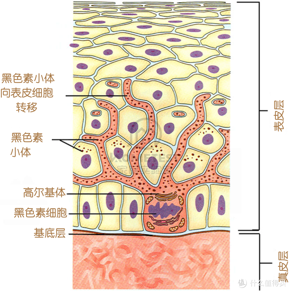 黑色素的合成与转运