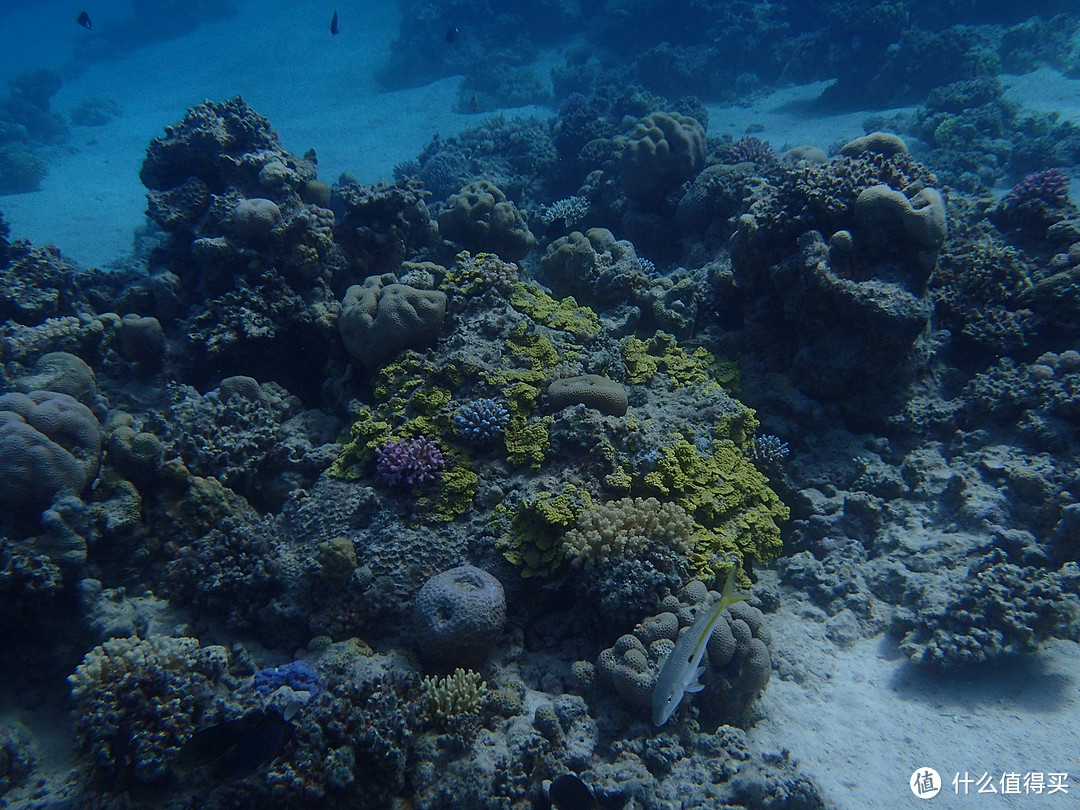 水底珊瑚较多，还有各种珊瑚礁之间的通道，觉得在这里练习中性浮力很好