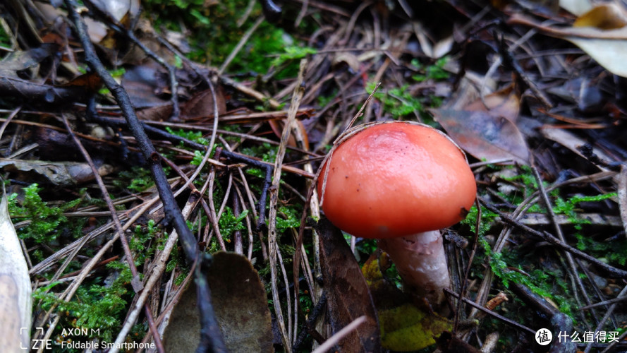 精彩折叠双屏,中兴Axon M折叠式手机评测