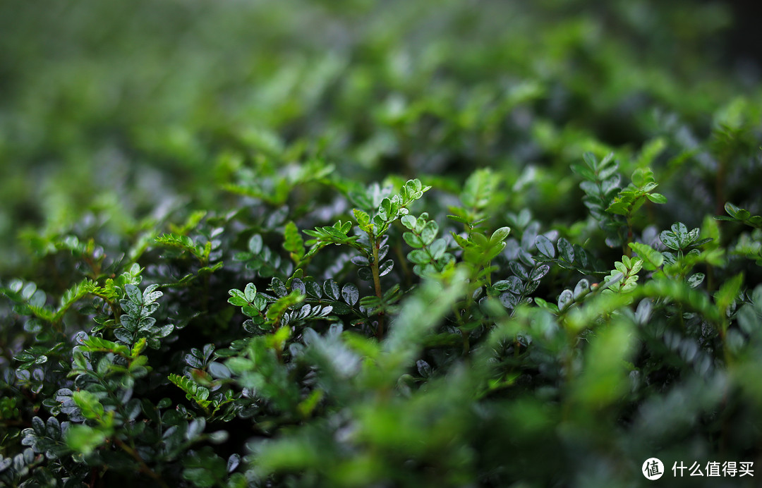 永诺50 1.4开箱，含实拍样张