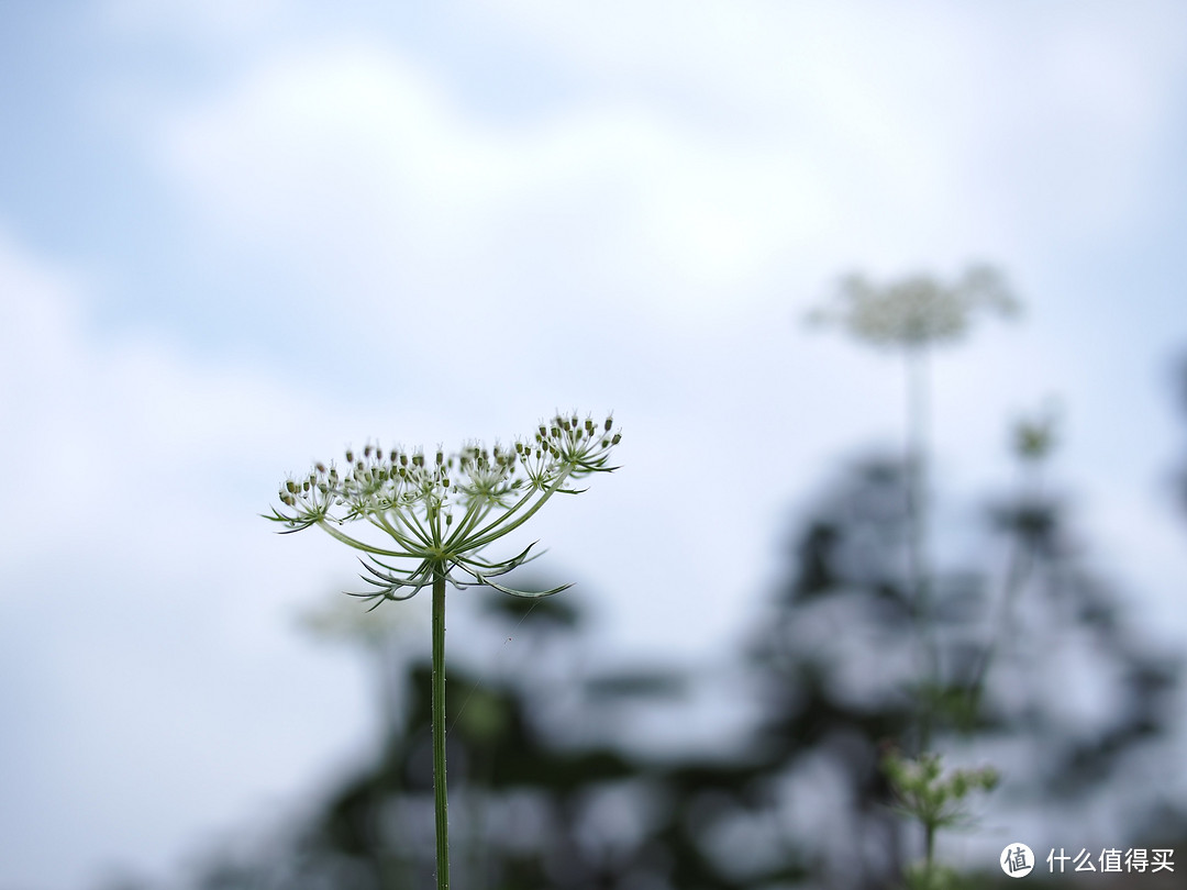 日本乐天国际入手松下神饼 LUMIX G 20mm F1.7 II无反定焦镜头