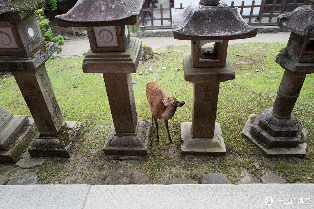 DAY4-大阪6.1级地震、奈良流氓鹿