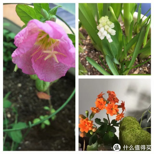 月见草，葡萄风信子，长寿花