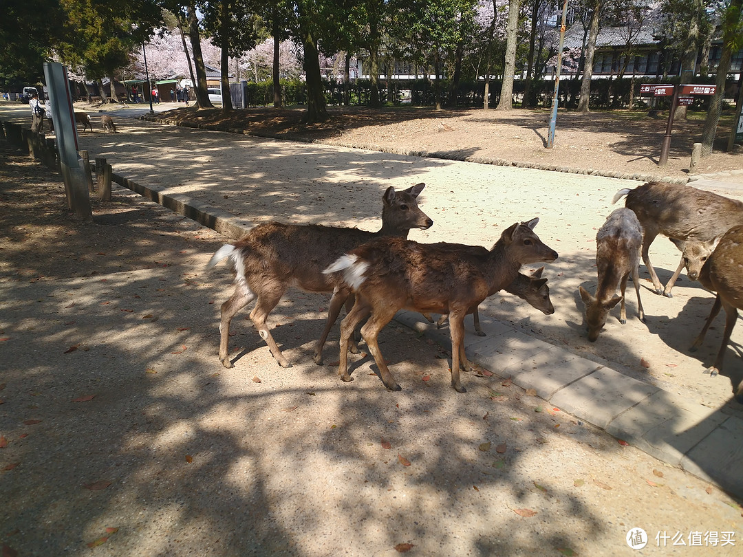 一下车就看到成群的🦌