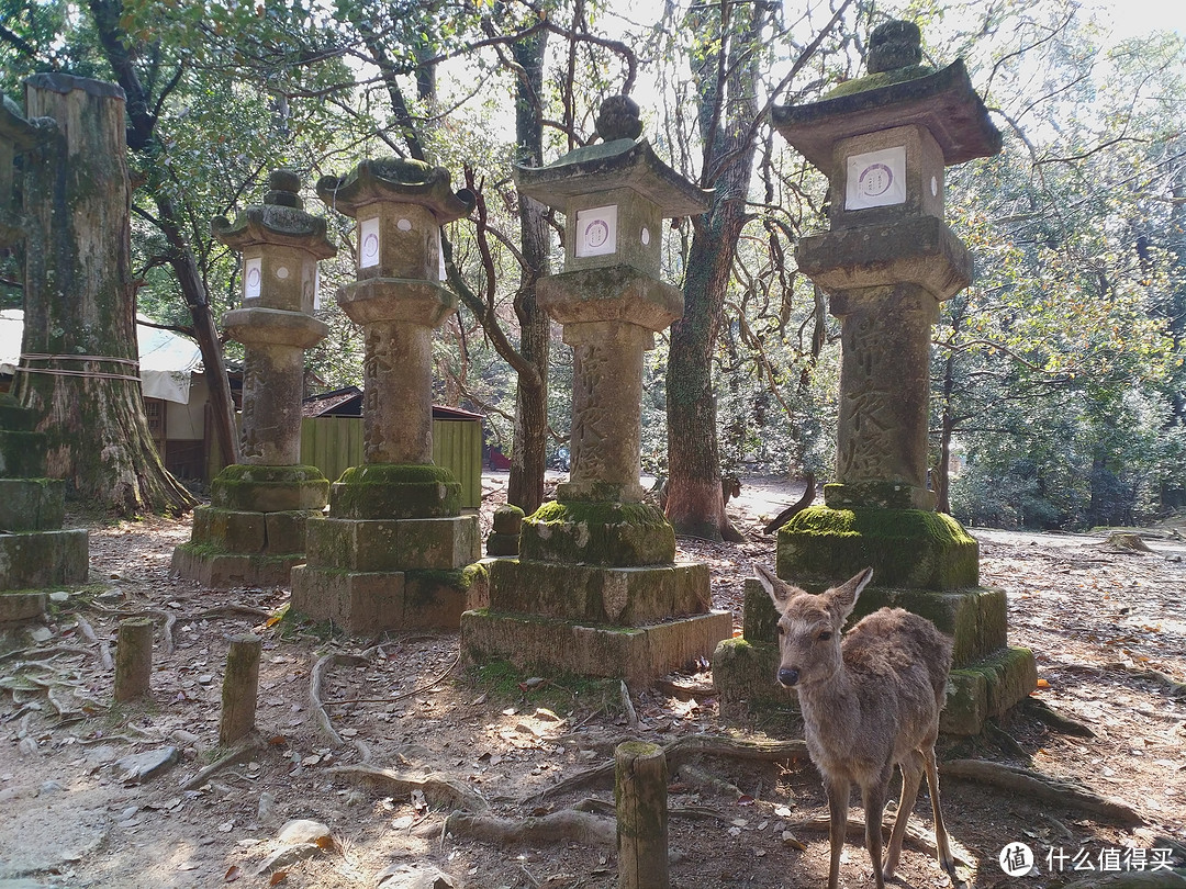 小鹿和神灯柱