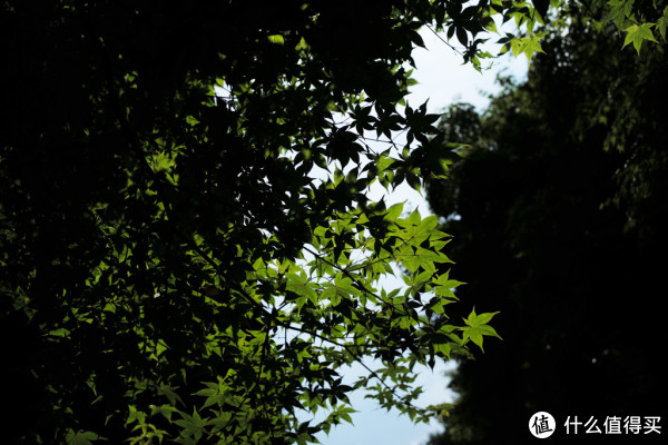 DAY8-伏见稻荷大社、三十三间堂