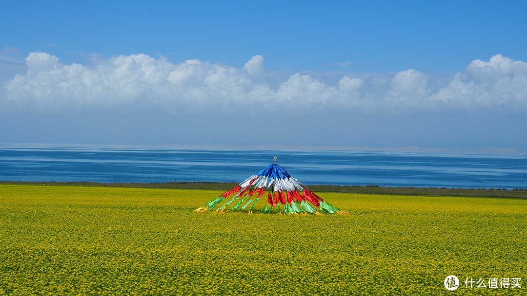 青海湖的油菜花