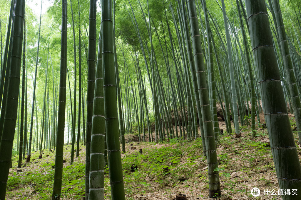 DAY9-10 最终章：嵯峨野、二条城、滚回家上班