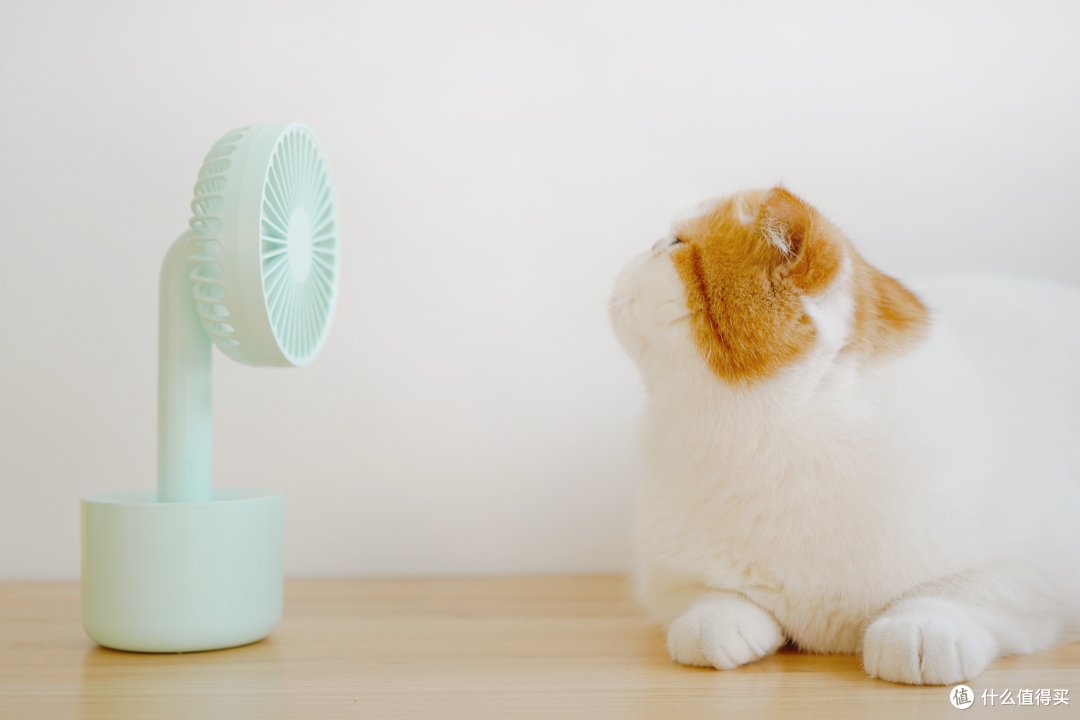 新手猫奴必看|养出健康猫咪的护理单品