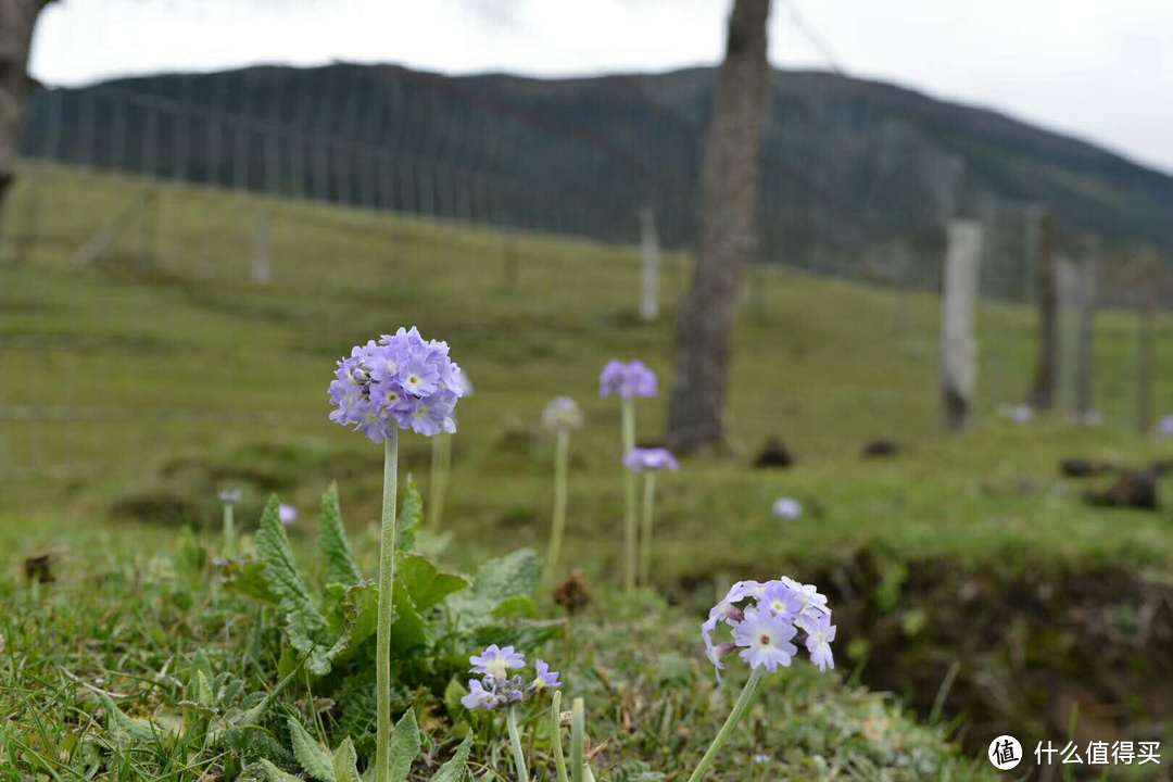 那山，那雪，那318—记18年5月川进青出西藏自驾游（流水图片）