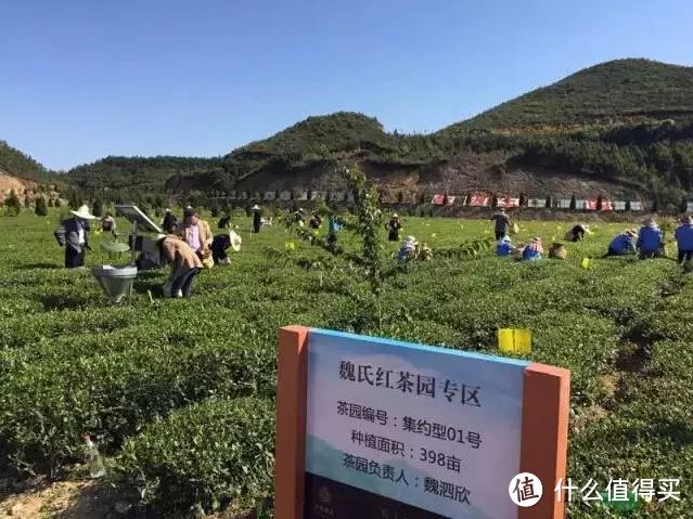 有哪些不知名但是很棒的茶叶？如何购买最合适呢？