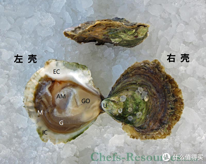 我的叔叔于勒,卖的到底是什么牡蛎?