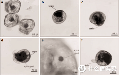 欧洲平牡蛎幼体：a为面盘幼体，b, c箭头所示为发育中的壳顶，d, e可见其眼点，而f为具足面盘幼体。图片：Sefa Acarli et al. / The Israeli journal of aquaculture Bamidgeh（2009）