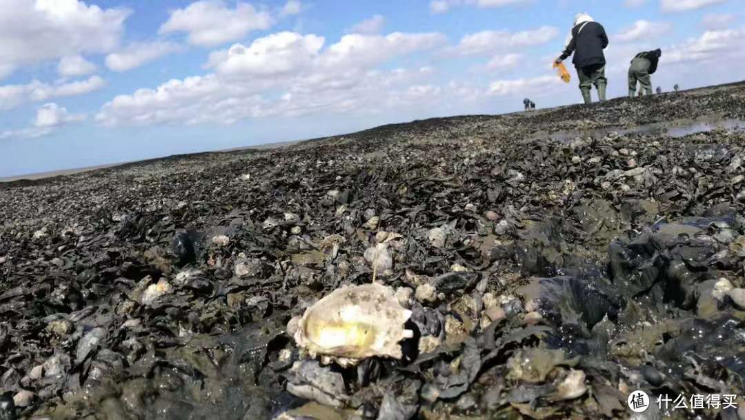 入侵丹麦瓦登海的长牡蛎成片造礁，人类的辛苦采集对它的控制作用微乎其微。图片：紫鹬